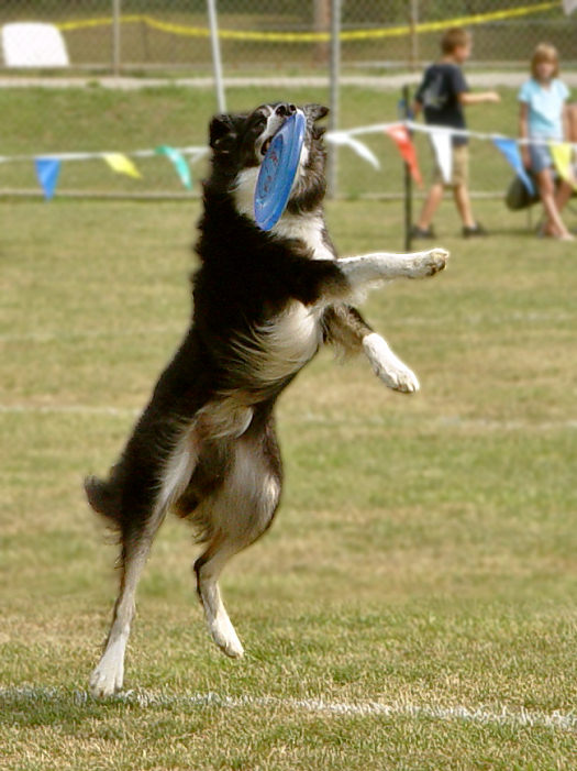 Disc Dog Contest